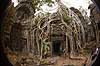 Ta Prohm / Angkor Wat. Tr�r�dder i Ta Prohm templet i Angkor Archeological Park, World Heritage Site, bygget i 12e �rhundrede af Jayavarman VII  Angkor Archeological Park / Siem Reap Cambodia   Angkor Wat, Templer, Khmer riget
