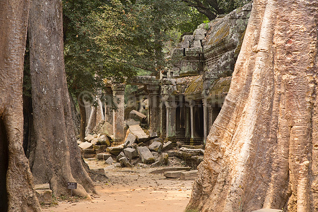 Ta Prohm / Angkor Wat. Ta Prohm templet i Angkor Archeological Park, World Heritage Site, bygget i 12e �rhundrede af Jayavarman VII; ; Angkor Archeological Park / Siem Reap; Cambodia; ; ; Angkor Wat, Templer, Khmer riget