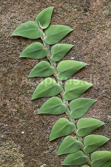 Klatrende plante. Plante klatrer op ad sten i regnskov ved Khao Lak i Thailand; ; Khao Lak; Thailand; ; Planter; Jungle