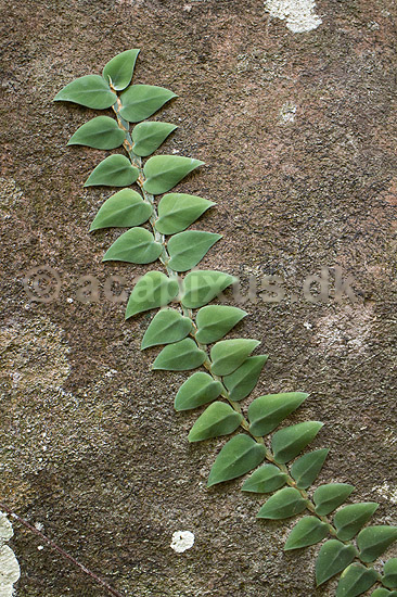Klatrende plante. Plante klatrer op ad sten i regnskov ved Khao Lak i Thailand; ; Khao Lak; Thailand; ; Planter; Jungle