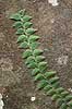 Klatrende plante. Plante klatrer op ad sten i regnskov ved Khao Lak i Thailand  Khao Lak Thailand  Planter Jungle