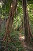 Regnskov. Tr�er og anden vegetation regnskov ved Khao Lak i Thailand  Khao Lak Thailand  Planter Jungle