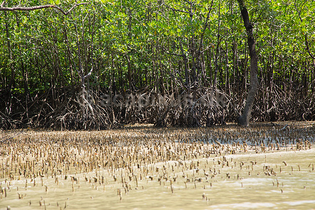 Mangrove. Mangrovetr�er i mangrove i Ao Phang Nga National Park i Thailand ; ; ; Thailand; ; Planter; 