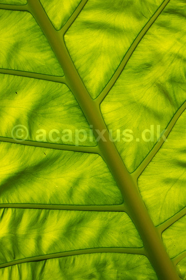 Blad. Bladribber i k�mpe blad i Thailand; ; ; Thailand; ; Planter; 