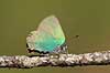 Bromb�rfugl. Bromb�rfugl, Gr�n busksommerfugl Callophrys rubi H�kens�sen Sverige  insekter Bl�fugle, Ildfugle, Lycaenidae, sommerfugle