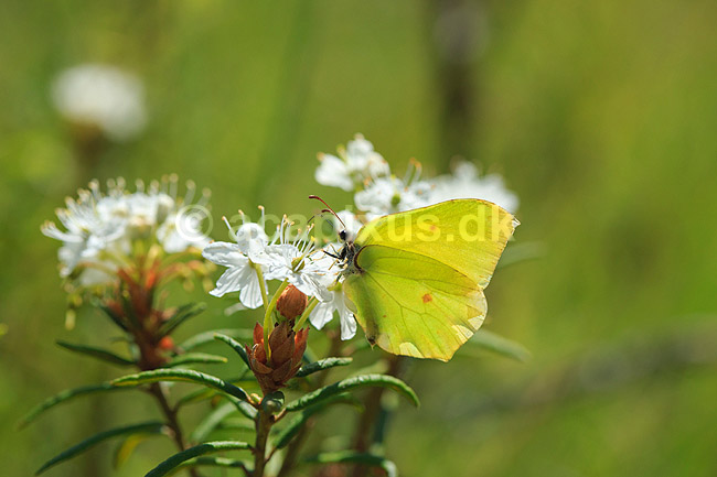 Citronsommerfugl. Citron sommerfugl suger nektar p� blomst; Gonepteryx rhamni; H�kens�sen; Sverige; ; insekter; Citronsommerfugle, Hvidvinge-familien, Pieridae, sommerfugle