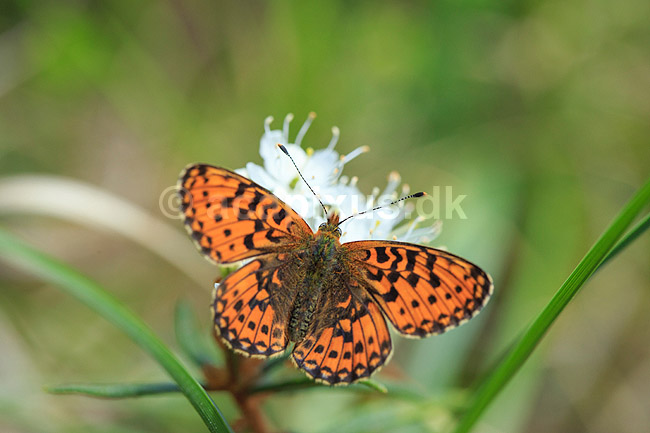 Perlemorsommerfugl. Moseperlemorsommerfugl; Boloria aquilonaris; H�kens�sen; Sverige; ; insekter; Takvinge-familien, Nymphalidae, Sommerfugle, Lepidoptera