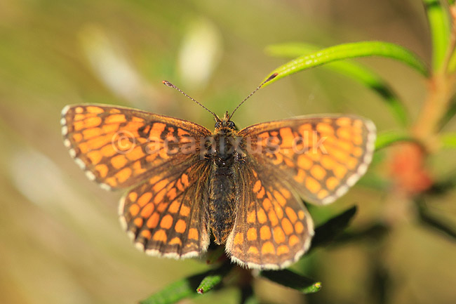 Pletvinge. Brun pletvinge sommerfugl; Mellicta athalia; H�kens�sen; Sverige; ; insekter; Takvinge-familien, Nymphalidae, Sommerfugle, Lepidoptera