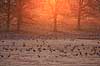 Traner. Traner ved dansepladsen ved Hornborga S�en i morgenskumringen Grus grus Hornborga s�en / Hornborgasj�n Sverige  fugle Tranefugle, Gruidae, Trane