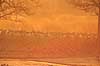 Traner. Traner ved dansepladsen ved Hornborga S�en i morgenskumringen Grus grus Hornborga s�en / Hornborgasj�n Sverige  fugle Tranefugle, Gruidae, Trane