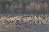 Traner. Traner ved dansepladsen ved Hornborga S�en i morgenskumringen Grus grus Hornborga s�en / Hornborgasj�n Sverige  fugle Tranefugle, Gruidae, Trane