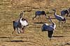 Traner. Dansende traner ved dansepladsen ved Hornborga S�en Grus grus Hornborga s�en / Hornborgasj�n Sverige  fugle Tranefugle, Gruidae, Trane