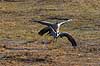 Traner. Traner parrer sig p� dansepladsen ved Hornborga S�en Grus grus Hornborga s�en / Hornborgasj�n Sverige  fugle Tranefugle, Gruidae, Trane