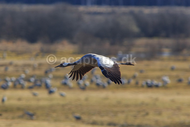 Trane. Trane flyver over dansepladsen ved Hornborga S�en; Grus grus, Gruidae; Hornborga s�en / Hornborgasj�n; Sverige; ; fugle; Tranefugle, Gruidae, Traner