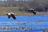 Traner. Traner flyver over dansepladsen ved Hornborga S�en Grus grus, Gruidae Hornborga s�en / Hornborgasj�n Sverige  fugle Tranefugle, Gruidae, Trane