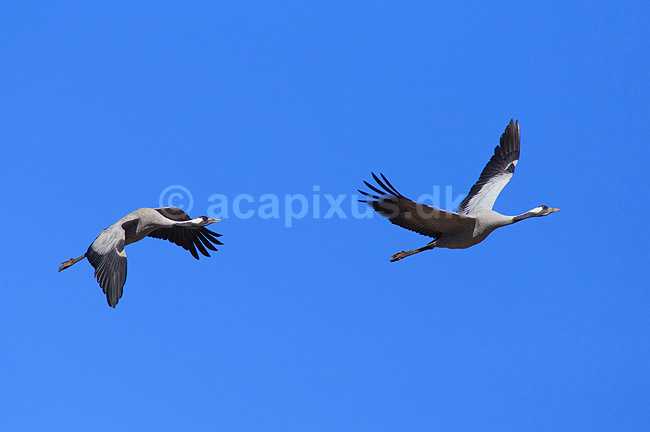 Traner. Traner flyver over dansepladsen ved Hornborga S�en; Grus grus, Gruidae; Hornborga s�en / Hornborgasj�n; Sverige; ; fugle; Tranefugle, Gruidae, Trane