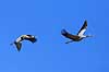 Traner. Traner flyver over dansepladsen ved Hornborga S�en Grus grus, Gruidae Hornborga s�en / Hornborgasj�n Sverige  fugle Tranefugle, Gruidae, Trane