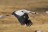 Trane. Trane flyver over dansepladsen ved Hornborga S�en Grus grus, Gruidae Hornborga s�en / Hornborgasj�n Sverige  fugle Tranefugle, Gruidae, Traner