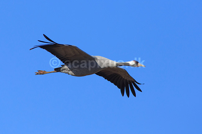 Trane. Trane flyver over dansepladsen ved Hornborga S�en; Grus grus, Gruidae; Hornborga s�en / Hornborgasj�n; Sverige; ; fugle; Tranefugle, Gruidae, Traner
