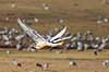 Sangsvane. Sangsvaner flyver over engen ved Hornborgasj�n Cygnus cygnus Hornborga s�en / Hornborgasj�n Sverige  fugle Egentlige andefugle, Anatidae, Anseriformes, svaner, flyvning, fugleflugt