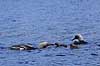 Sortstrubet lom. Sortstrubet lom par med unger p� vandet. Hannen fodrer en unge med et vandinsekt Gavia arctica H�kens�sen Sverige  fugle Lommer, Gaviidae, Gaviiformes