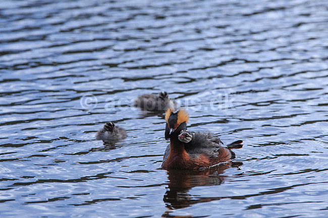Nordisk Lappedykker. Nordisk Lappedykker hun med unger; Podiceps auritus; H�kens�sen; Sverige; ; fugle; Lappedykkere, Podicipedidae, Podicipediformes
