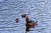 Nordisk Lappedykker. Nordisk Lappedykker hun med unger Podiceps auritus H�kens�sen Sverige  fugle Lappedykkere, Podicipedidae, Podicipediformes