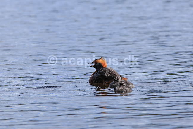 Nordisk Lappedykker. Nordisk Lappedykker hun med unger; Podiceps auritus; H�kens�sen; Sverige; ; fugle; Lappedykkere, Podicipedidae, Podicipediformes