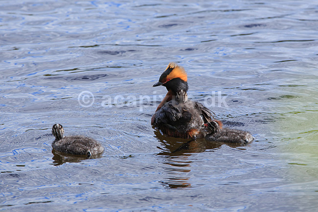 Nordisk Lappedykker. Nordisk Lappedykker hun med unger; Podiceps auritus; H�kens�sen; Sverige; ; fugle; Lappedykkere, Podicipedidae, Podicipediformes