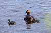 Nordisk Lappedykker. Nordisk Lappedykker hun med unger Podiceps auritus H�kens�sen Sverige  fugle Lappedykkere, Podicipedidae, Podicipediformes