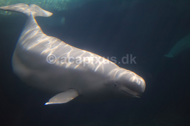 Hvidhval. Hvidhval i Seaworld i San Diego; Delphinapterus leucas; Seaworld / San Diego; USA; ; pattedyr; Sea World, hvaler, Hvidhvaler