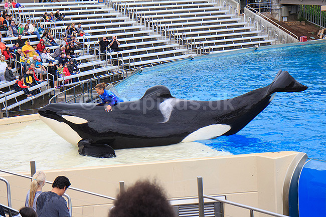 Sp�khugger. Sp�khugger i Seaworld i San Diego; Orcinus orca; Seaworld / San Diego; USA; ; pattedyr; Sea World, hvaler, sp�khuggere, dr�berhval, dr�berhvaler, tandhval, tandhvaler, dyreopvisning, opvisning med dyr, turister, turisme, dompt�r, Cetacea