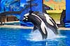 Sp�khugger. Sp�khugger i Seaworld i San Diego Orcinus orca Seaworld / San Diego USA  pattedyr Sea World, hvaler, sp�khuggere, dr�berhval, dr�berhvaler, tandhval, tandhvaler, dyreopvisning, opvisning med dyr, turister, turisme, dompt�r, Cetacea