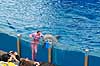 Delfin. Delfiner viser kunster ved delfinshow i Seaworld i San Diego Delphinus delphis Seaworld / San Diego USA  pattedyr Sea World, Dolphinarium, delfinarium, delfin, delfiner, dyreopvisning, opvisning med dyr, turister, turisme, dompt�r, Hvaler, Cetacea