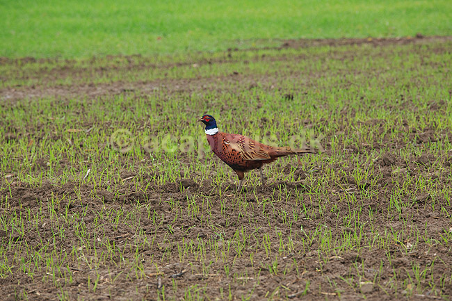 Fasankok. Fasan p� �ben spirende kornmark; Phasianus colchicus; ; ; ; fugle; Fasanfugle, fasaner, Phasianidae, H�nsefugle, Galliformes, jagt, fasanjagt