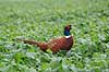Fasankok. Fasan p� spirende rapsmark med regnv�de blade Phasianus colchicus    fugle Fasanfugle, fasaner, Phasianidae, H�nsefugle, Galliformes, jagt, fasanjagt