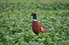 Fasankok. Fasan p� spirende rapsmark med regnv�de blade Phasianus colchicus    fugle Fasanfugle, fasaner, Phasianidae, H�nsefugle, Galliformes, jagt, fasanjagt