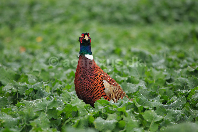 Fasankok. Fasan p� spirende rapsmark med regnv�de blade; Phasianus colchicus; ; ; ; fugle; Fasanfugle, fasaner, Phasianidae, H�nsefugle, Galliformes, jagt, fasanjagt