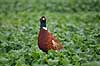 Fasankok. Fasan p� spirende rapsmark med regnv�de blade Phasianus colchicus    fugle Fasanfugle, fasaner, Phasianidae, H�nsefugle, Galliformes, jagt, fasanjagt