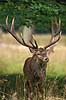 Kronhjort. Kronhjort i sit revir under brunstperioden Cervus elaphus J�gersborg Dyrehave / Sj�lland   pattedyr Hjorte, kronhjorte, Cervidae, Parrett�ede hovdyr, Artiodactyla, Krondyr, Red deer, kronvildt, krondyr, kronhjorte, brunst, hjort