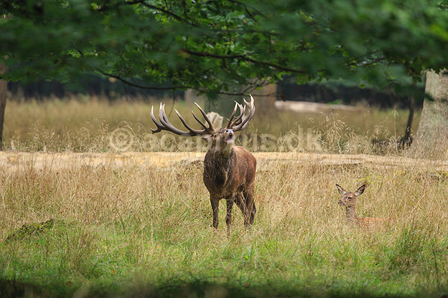 Kronhjort. Br�lende kronhjort i sit revir under brunstperioden; Cervus elaphus; J�gersborg Dyrehave / Sj�lland; ; ; pattedyr; Hjorte, kronhjorte, Cervidae, Parrett�ede hovdyr, Artiodactyla, Krondyr, Red deer, kronvildt, krondyr, kronhjorte, brunst, hjort