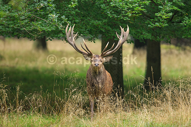 Kronhjort. Kronhjort i sit revir under brunstperioden; Cervus elaphus; J�gersborg Dyrehave / Sj�lland; ; ; pattedyr; Hjorte, kronhjorte, Cervidae, Parrett�ede hovdyr, Artiodactyla, Krondyr, Red deer, kronvildt, krondyr, kronhjorte, brunst, hjort