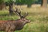 Kronhjort. Kronhjort i sit revir under brunstperioden Cervus elaphus J�gersborg Dyrehave / Sj�lland   pattedyr Hjorte, kronhjorte, Cervidae, Parrett�ede hovdyr, Artiodactyla, Krondyr, Red deer, kronvildt, krondyr, kronhjorte, brunst, hjort