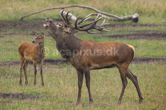 Kronhjort. Br�lende kronhjort i sit revir under brunstperioden; Cervus elaphus; J�gersborg Dyrehave / Sj�lland; ; ; pattedyr; Hjorte, kronhjorte, Cervidae, Parrett�ede hovdyr, Artiodactyla, Krondyr, Red deer, kronvildt, krondyr, kronhjorte, brunst, hjort