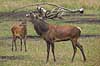 Kronhjort. Br�lende kronhjort i sit revir under brunstperioden Cervus elaphus J�gersborg Dyrehave / Sj�lland   pattedyr Hjorte, kronhjorte, Cervidae, Parrett�ede hovdyr, Artiodactyla, Krondyr, Red deer, kronvildt, krondyr, kronhjorte, brunst, hjort