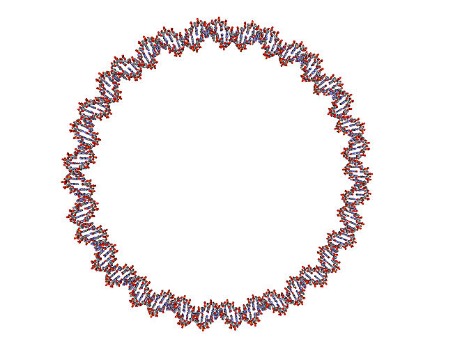 DNA. Cirkul�rt plasmid, Deoxyribo Nucleic Acid, DNA molekyle model; ; ; ; ; ; genetik, gener, arvemateriale, genetisk, GMO, videnskab, gensplejsning