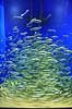 Sildestime. Stime af sild cirkulerer omkring ankertov i Den Bl� Planet Clupea harengus Den Bl� Planet   Fisk Sildefisk, Clupeidae, akvarium
