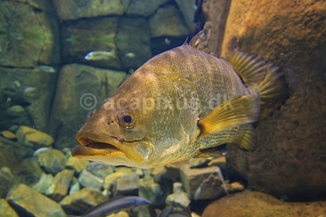 Nilaborrer. Nilaborre i akvarium i Den Bl� Planet; Lates niloticus; Den Bl� Planet; ; ; Fisk; Centropomidae, rovfisk