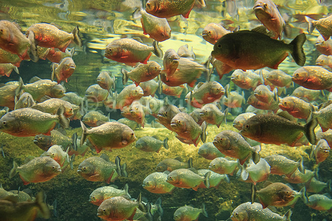 Piratfisk. Piratfisk i akvarium i Den Bl� Planet, piranha; Serrasalmo sp., Characidae; Den Bl� Planet; ; ; Fisk; Karpelaks, Characidae