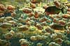 Piratfisk. Piratfisk i akvarium i Den Bl� Planet, piranha Serrasalmo sp., Characidae Den Bl� Planet   Fisk Karpelaks, Characidae